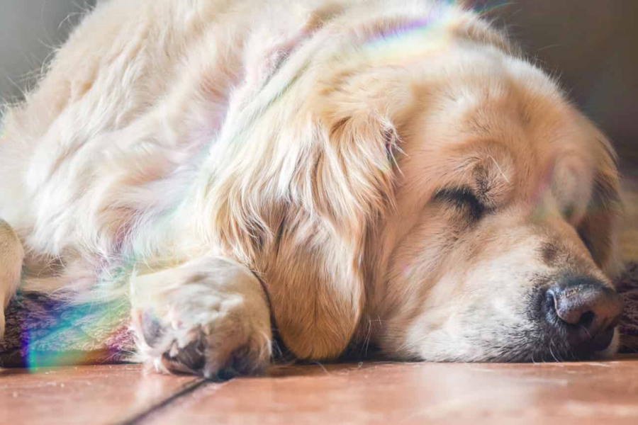 cane con arcobaleno