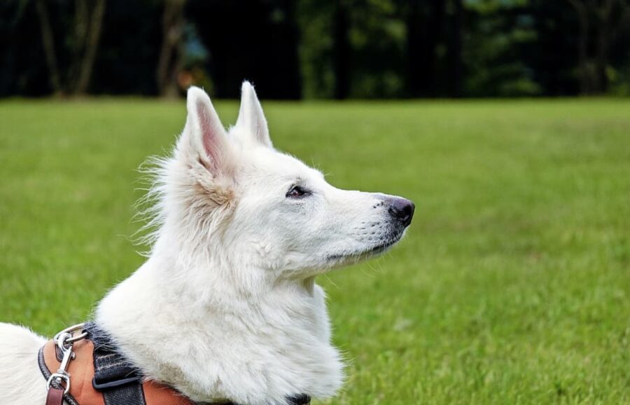 cane bianco guarda