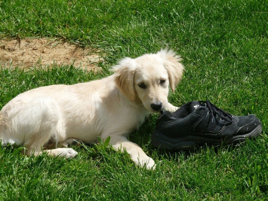 cagnolino scarpa gioca