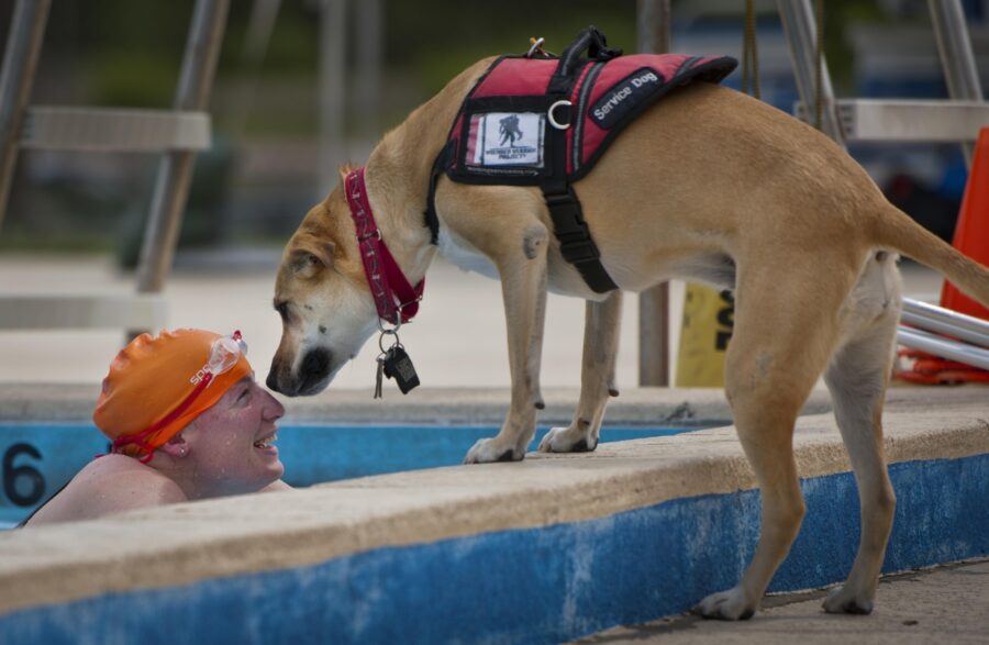 cane nuota acqua