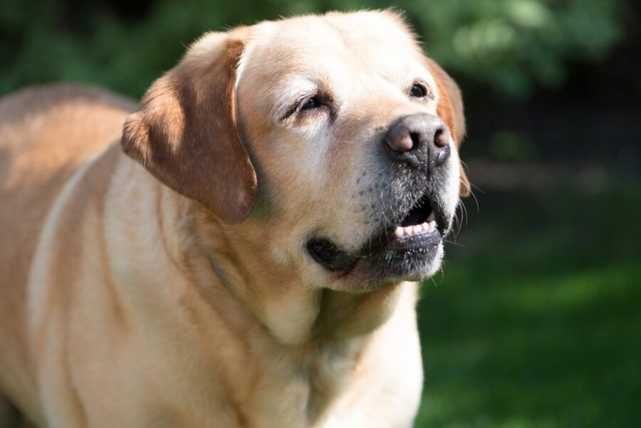 cane labrador retriever