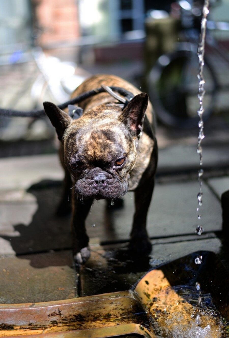 cucciolo bulldog francese