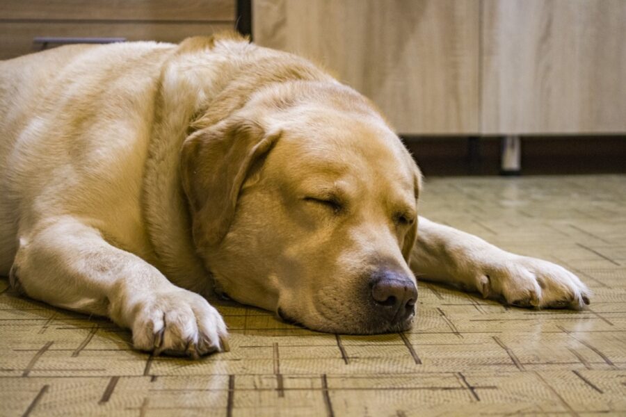 cane pavimento dormire