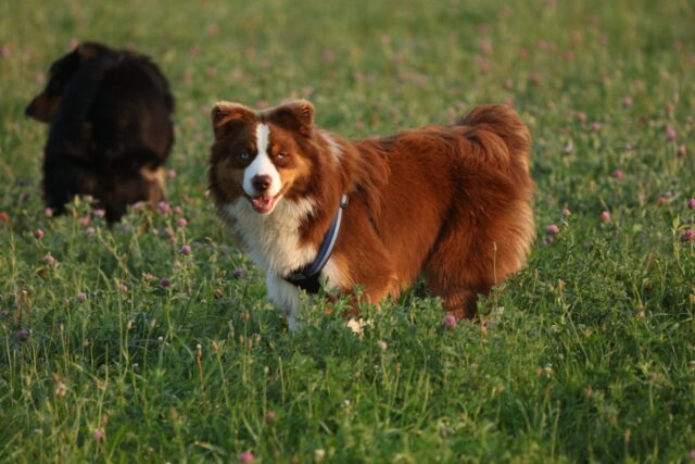 4 metodi più raccomandati per evitare la forfora nel cane