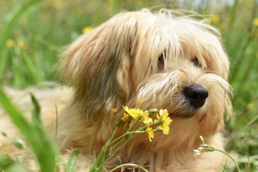 cane fiore annusa