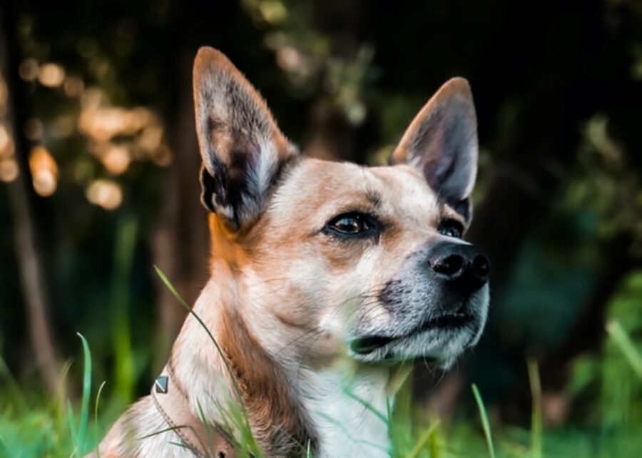 cucciolo dolce cagnolino