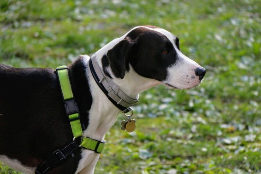 cane bianco nero