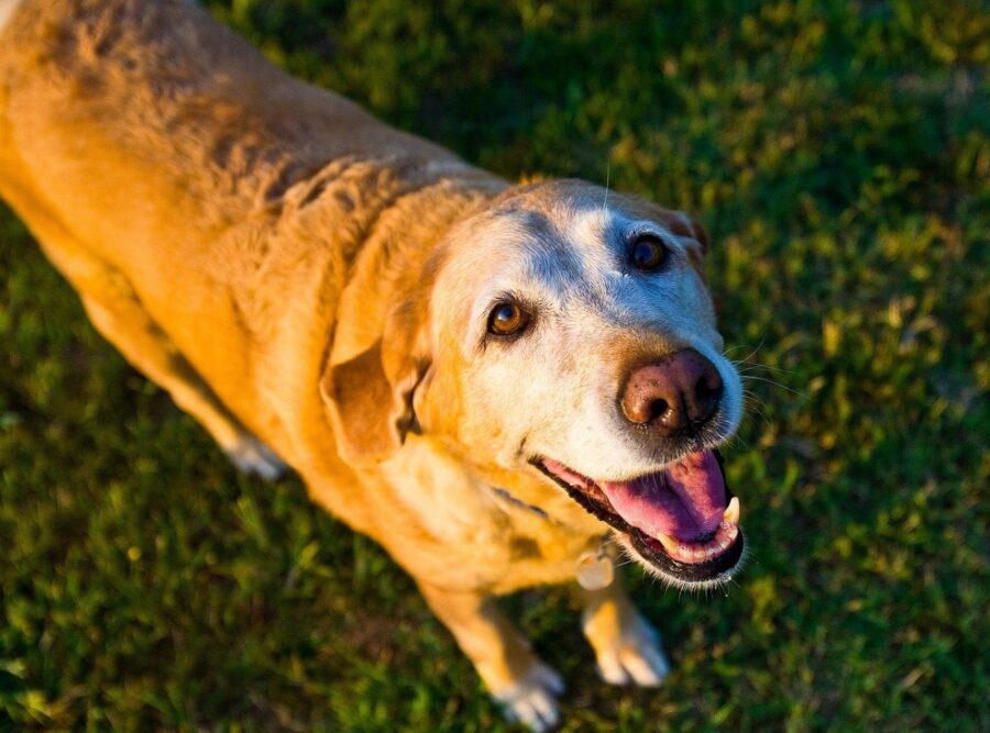 cane tenero sorridente