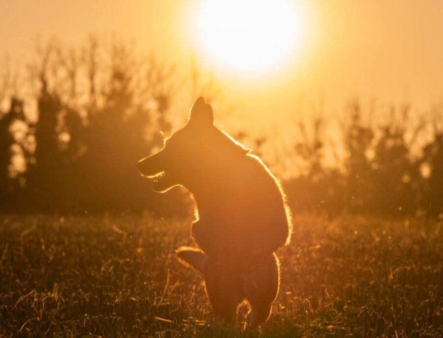 cucciolo tramonto profilo