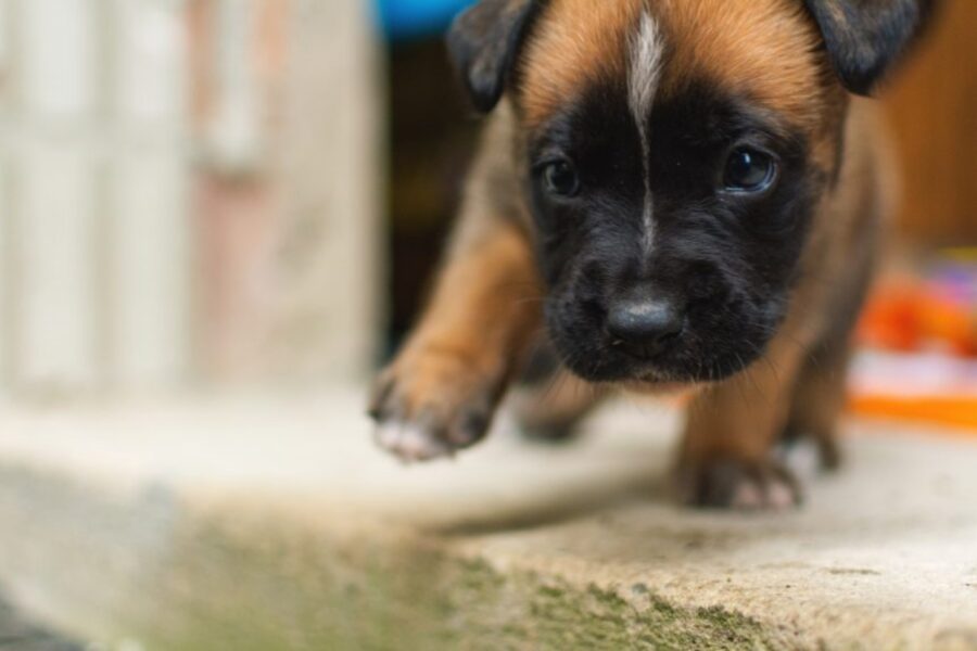 cane piccolo cammina