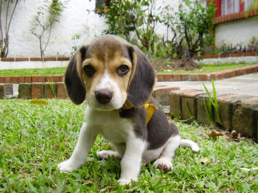 cagnolino erba giardino