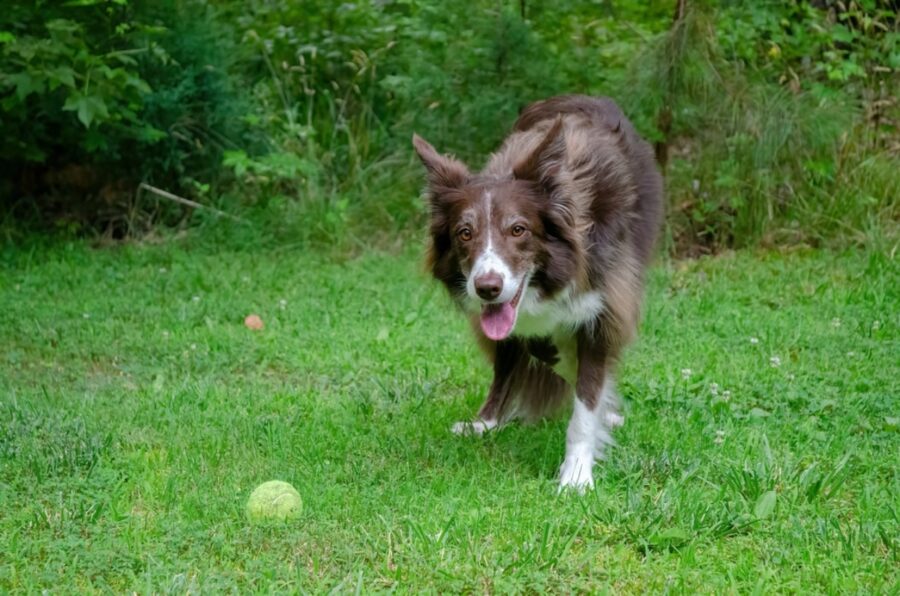 cane palla tennis