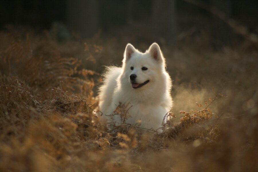 cane bianco natura