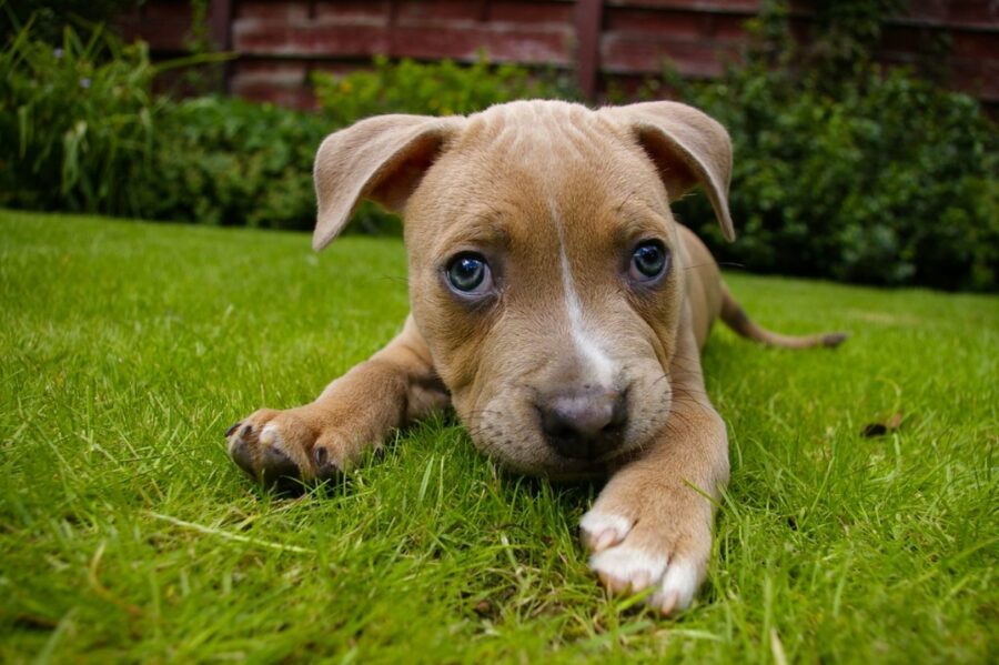 cagnolino tenero erba