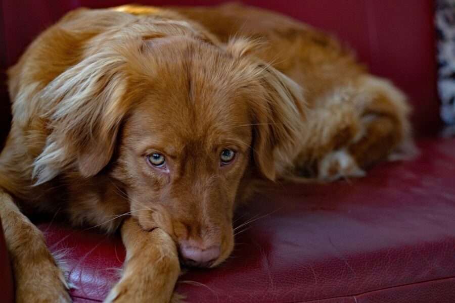 cane sul divano