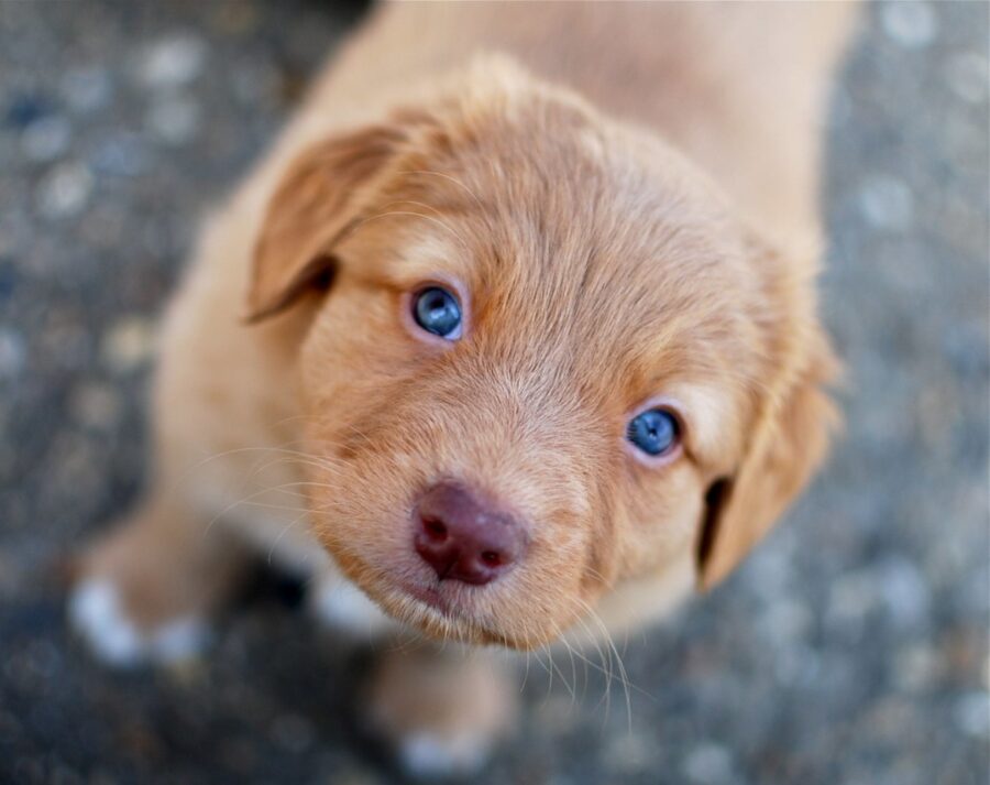 cagnolino piccolo cucciolo