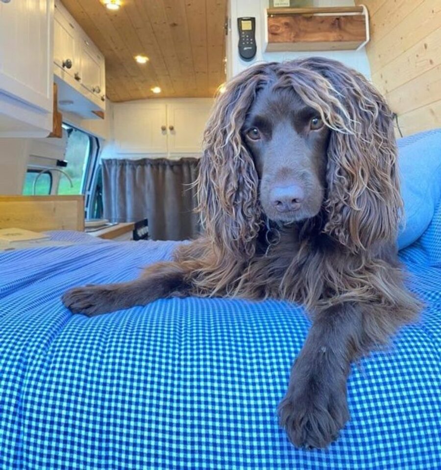 cagnolina pelo capelli