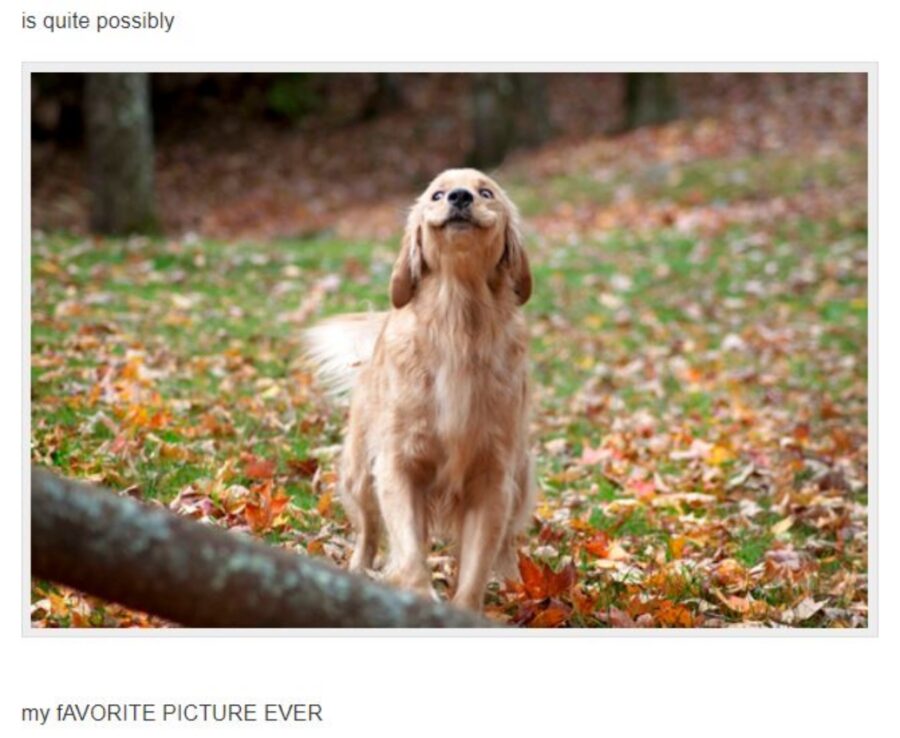 cane sorriso stupendo