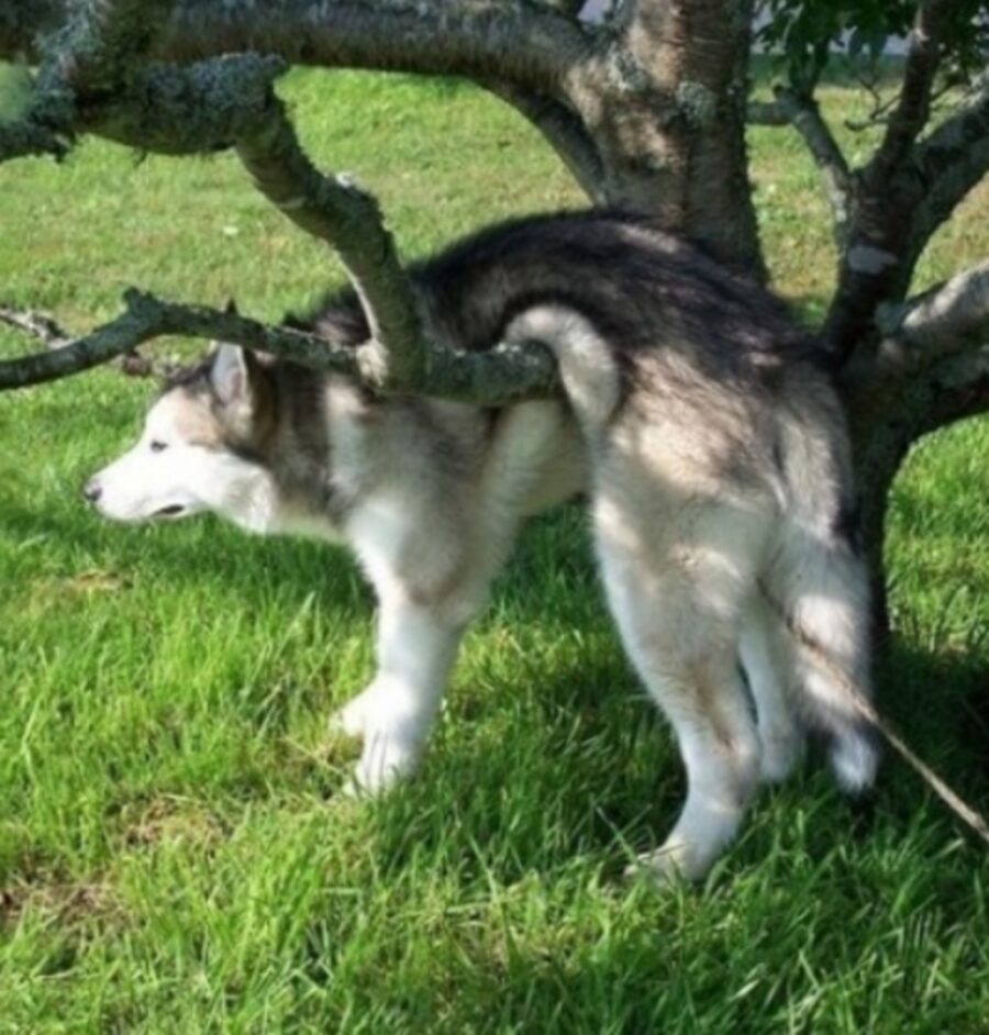 husky sul tronco