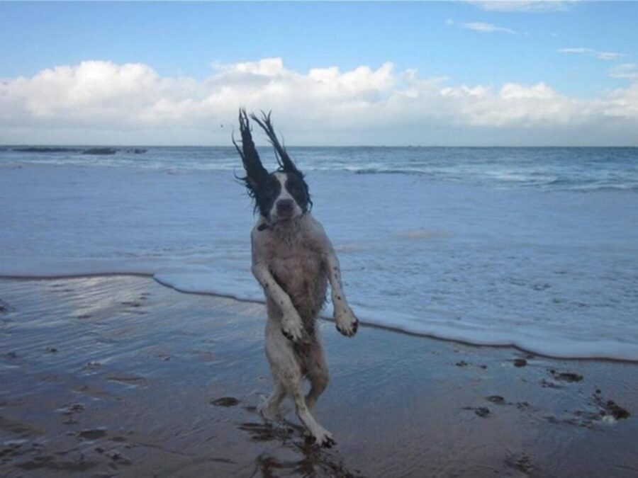 cane acqua buffo