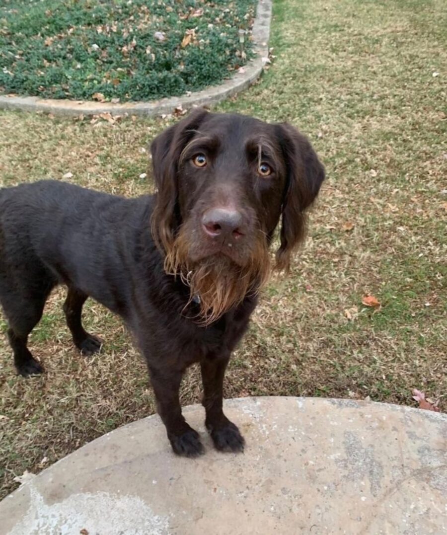 cucciolo labrador barba