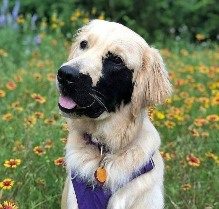 cucciolo macchia nera