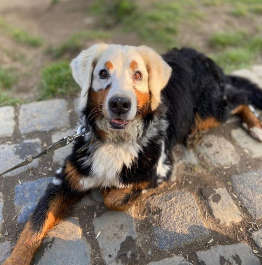 cane colori bizzarri