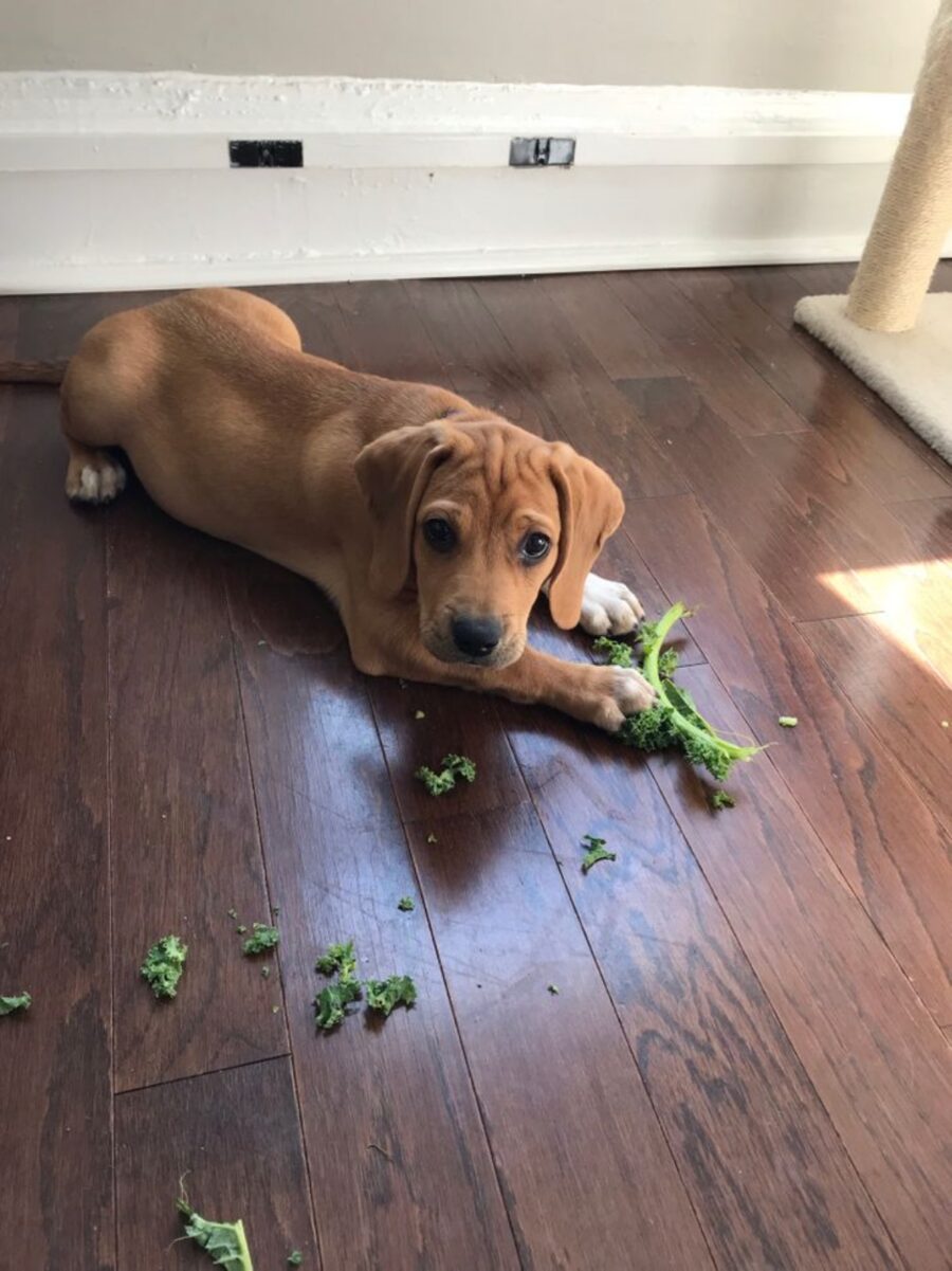 cane insalata pavimento