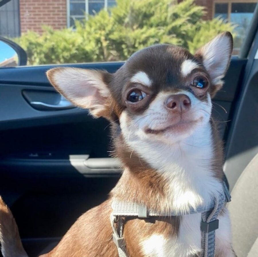 chihuahua adorabile foto