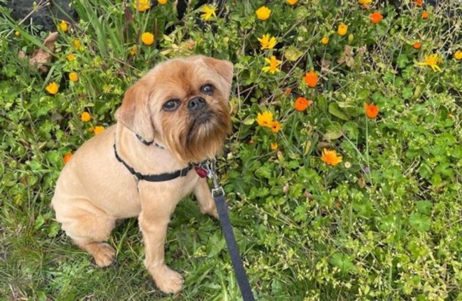 cane barba simpatico