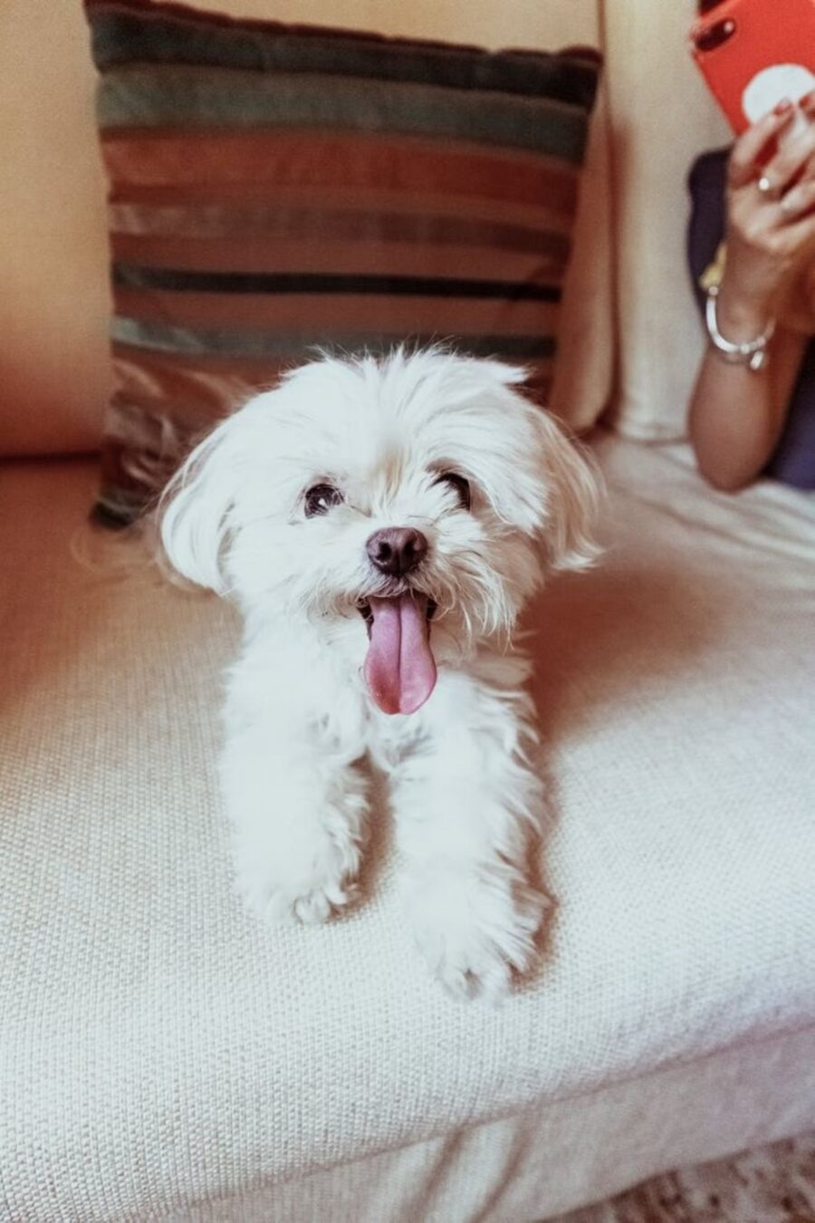 maltese cane felice