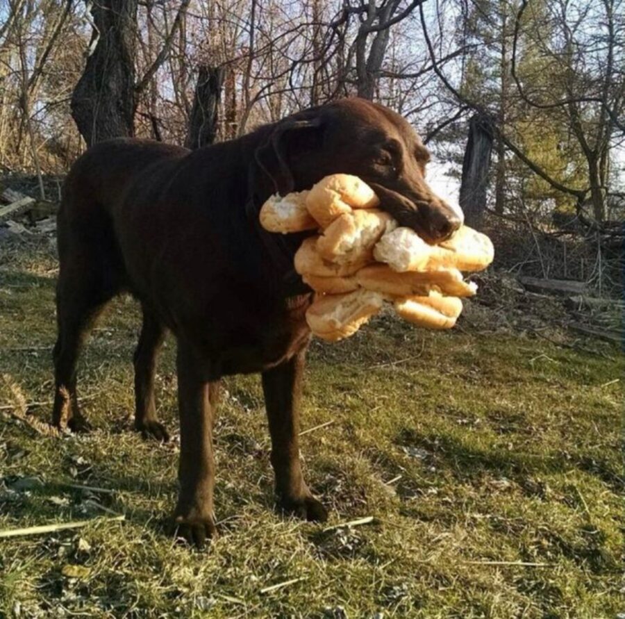 cane labrador pane