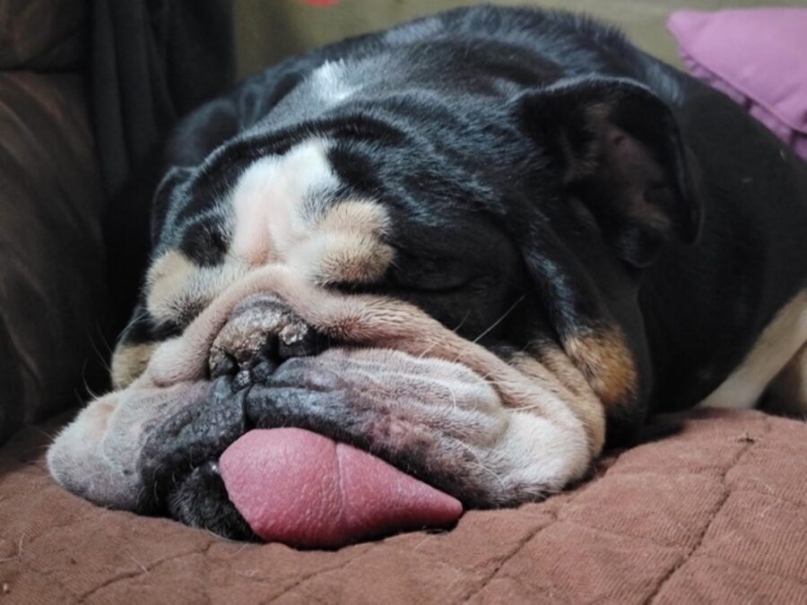 cane bulldog inglese