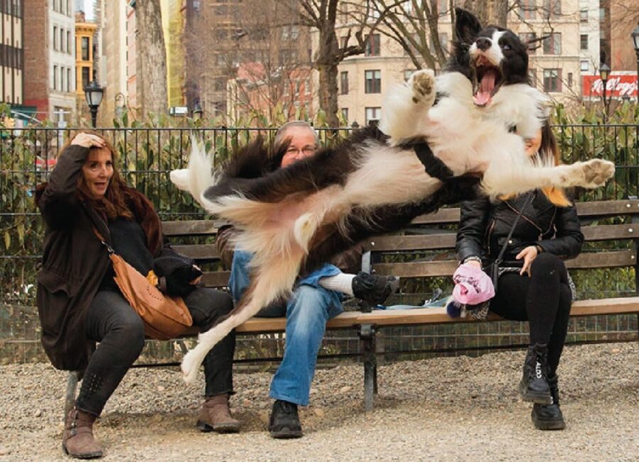 cane salta davanti donne