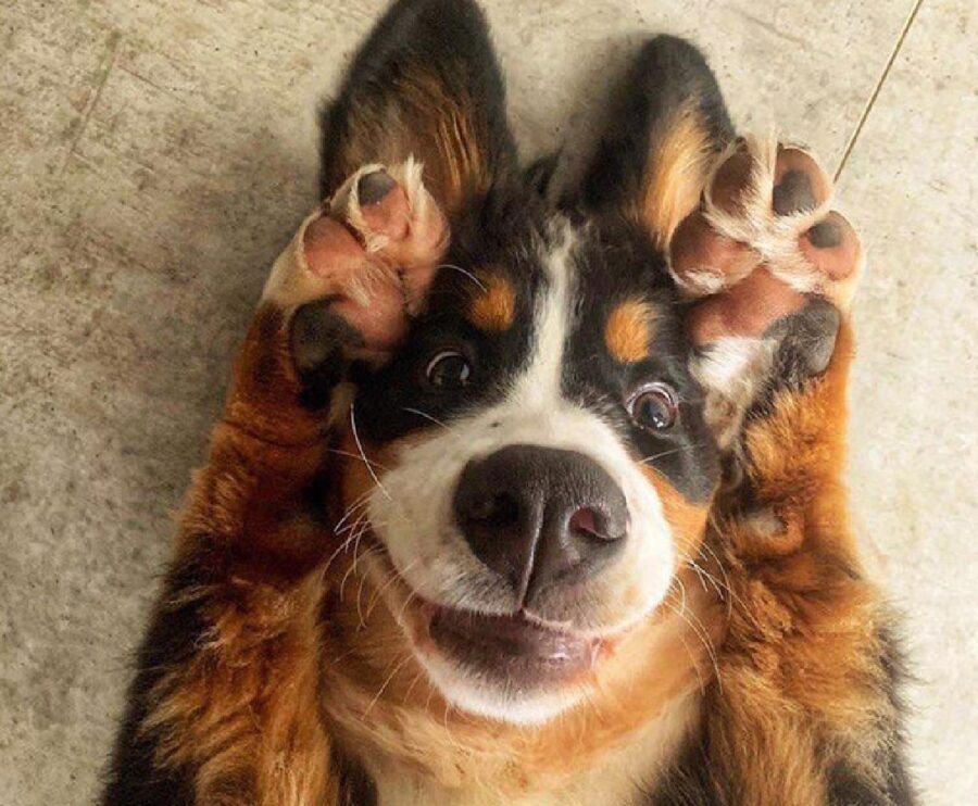 cagnolino gioca a nascondere faccia