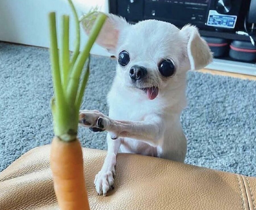 cane cerca di prendere carota