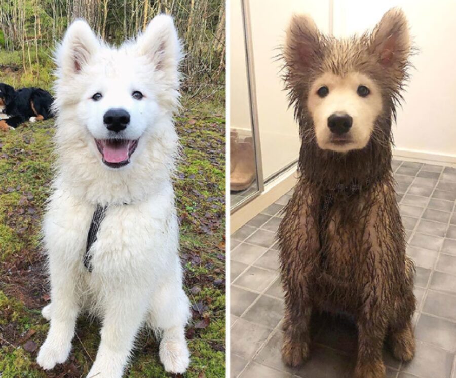 cane bianco prima scuro poi