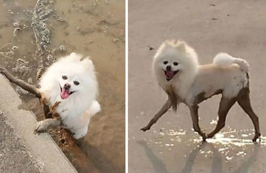 cane passeggia sulla terra