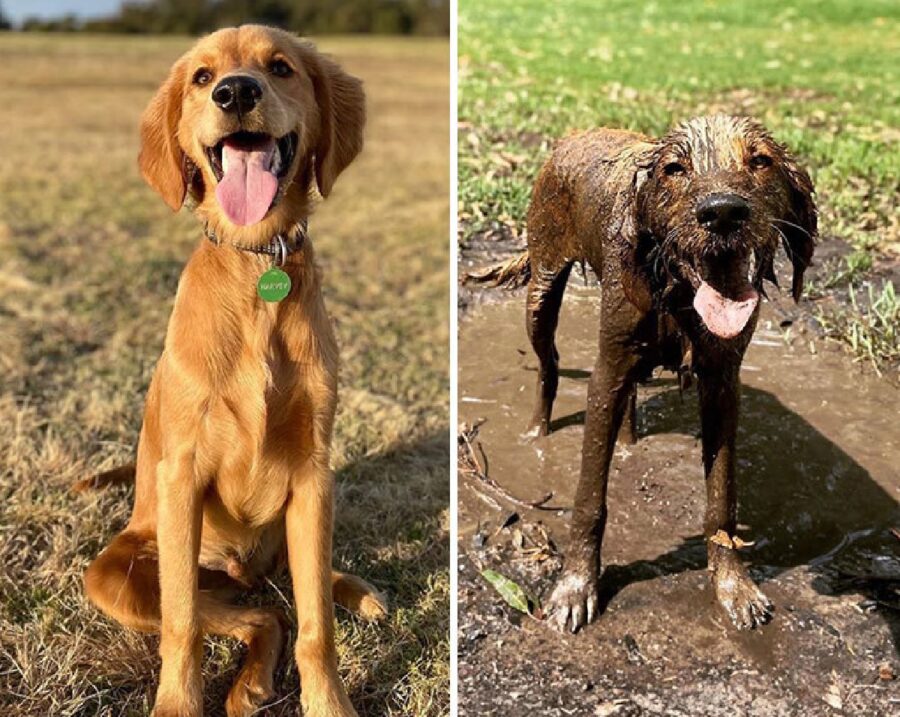 cane prima e dopo gioco melma