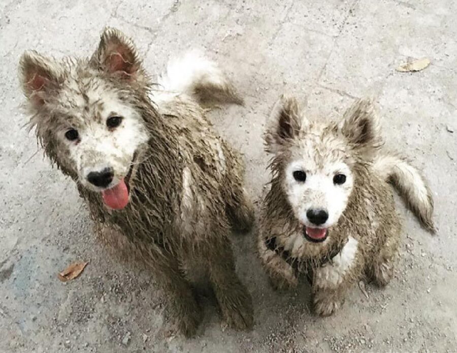 cane pulizia del pelo