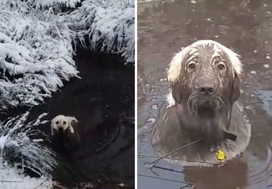 cane dal pelo bianco si immerge laghetto 