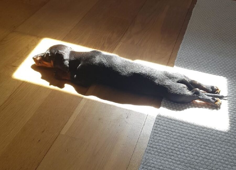 cucciolo di cane cerca luce