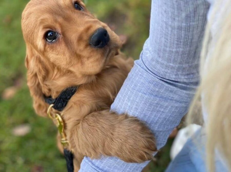 cane tenero barboncino