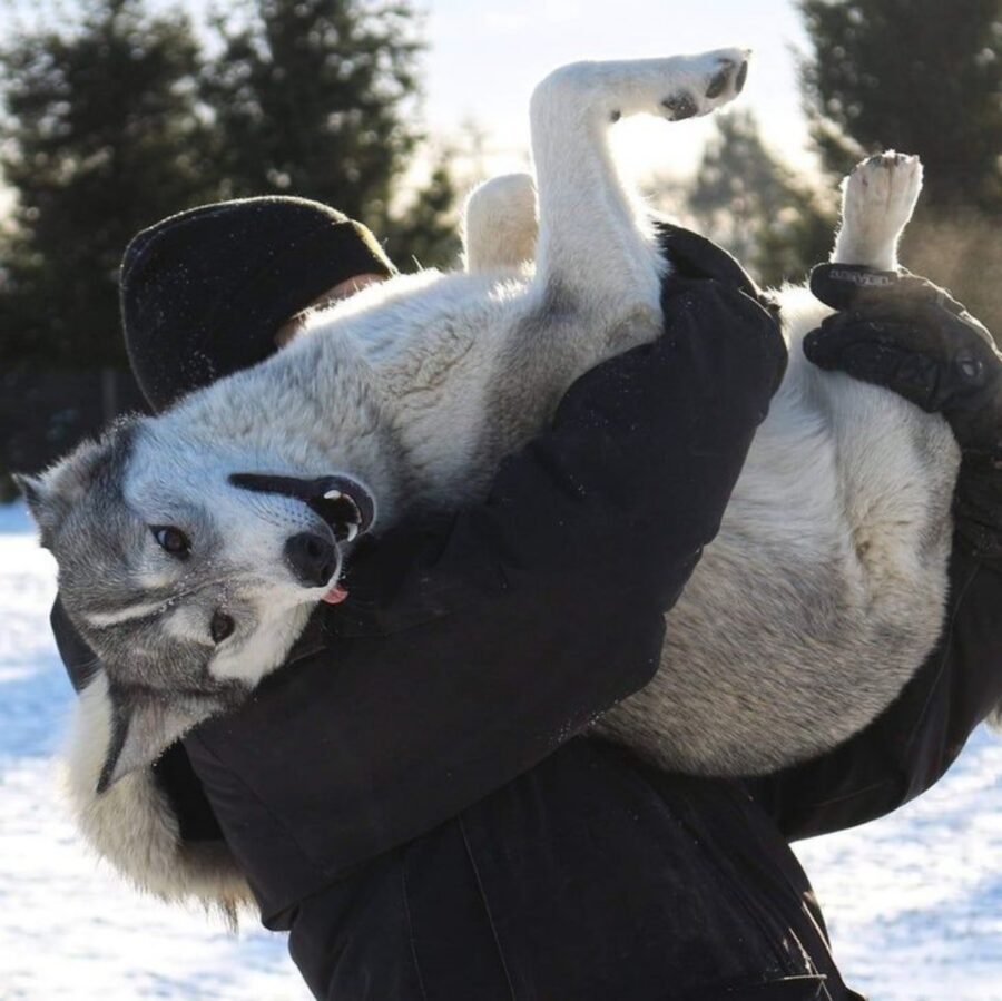 cane husky neve