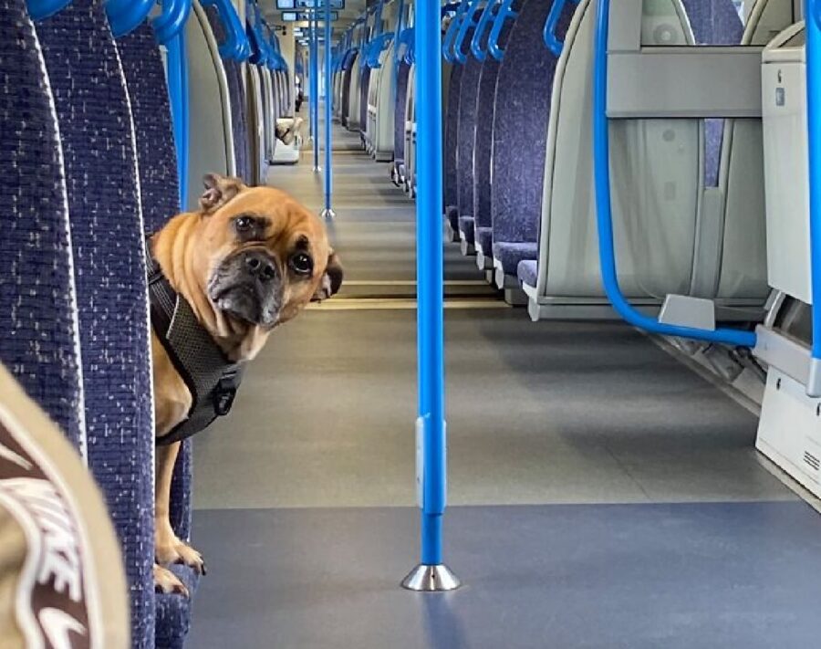 cagnolino in bus blu