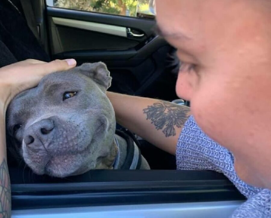 cucciolo pitbull dentro auto