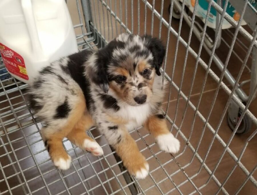 cagnolino dentro carrello