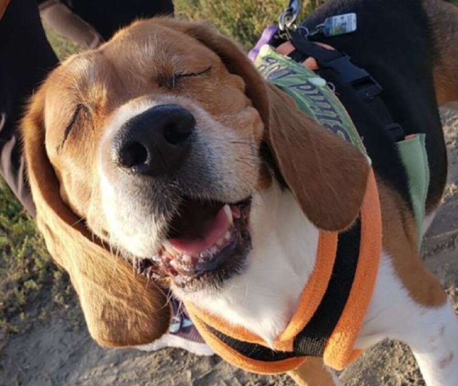 cagnolino beagle cieco