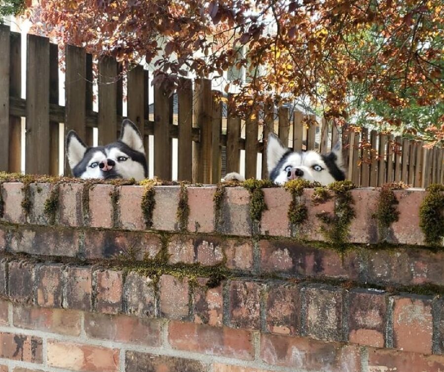 cagnolini fratelli husky