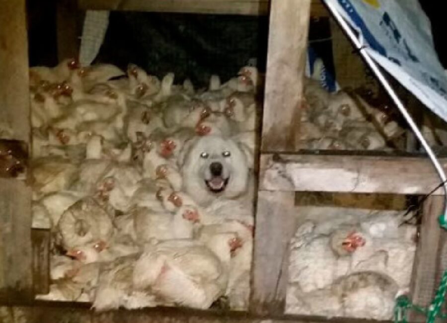 cane bianco in mezzo galline